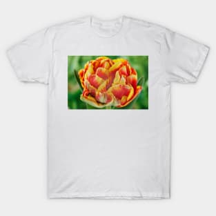 Tulipa  &#39;Cilesta&#39;    Double Early Group  Tulip   Artistic filter applied to photo T-Shirt